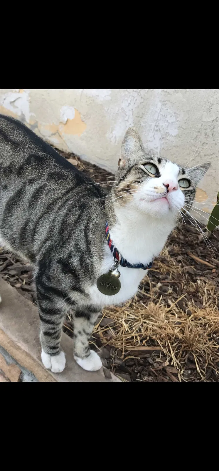 Lost cat in Camarillo, CA, 93010
