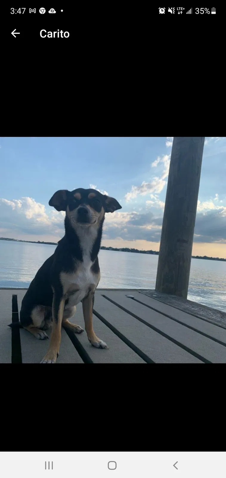 Lost dog in New Bern, NC, 28560