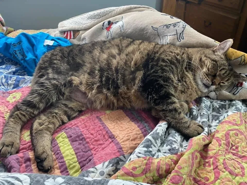 Lost cat in Kalamazoo, MI, 49001