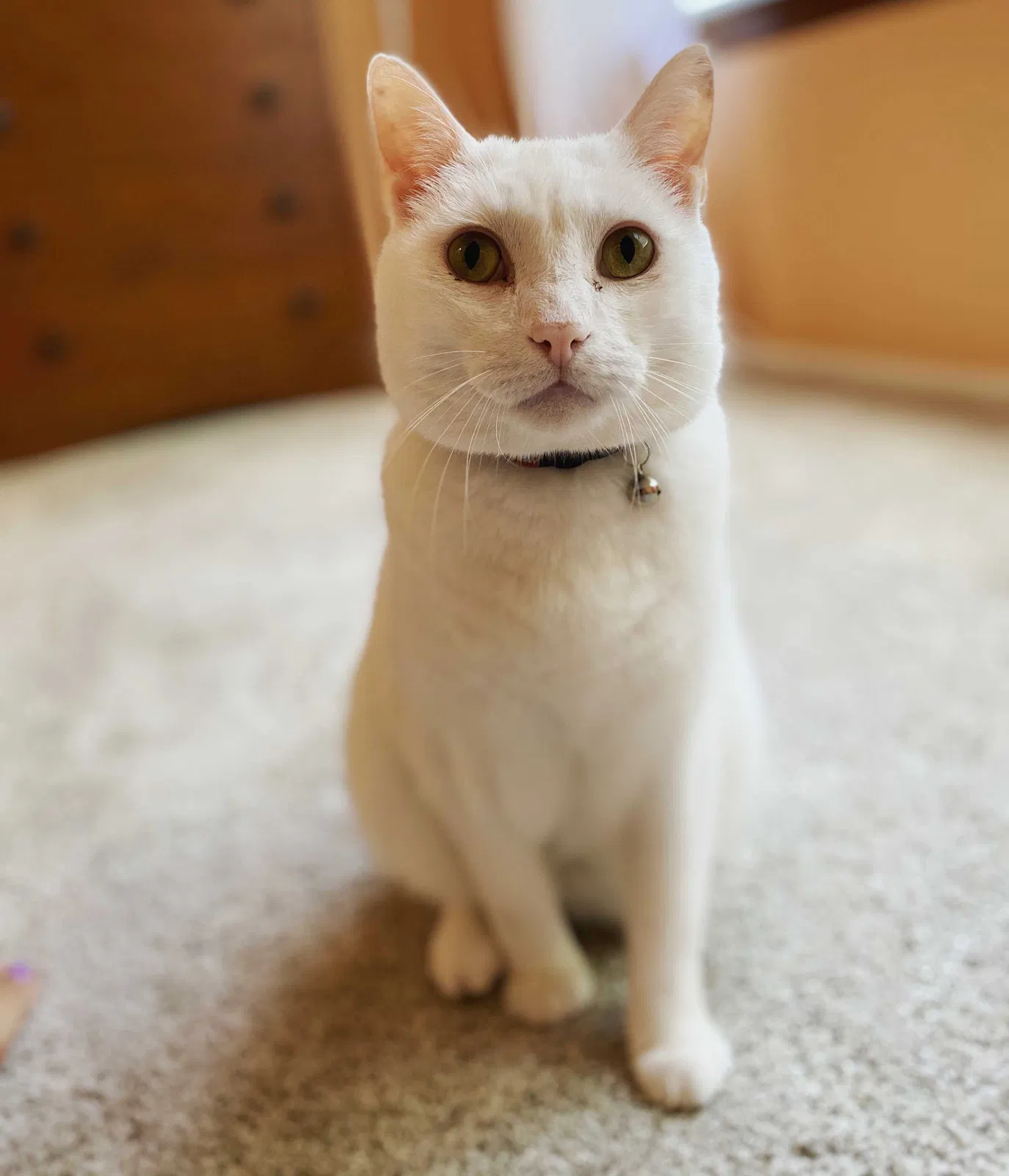 Lost cat in Aurora, CO, 80015