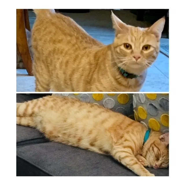 Lost cat in Anaheim, CA, 92808
