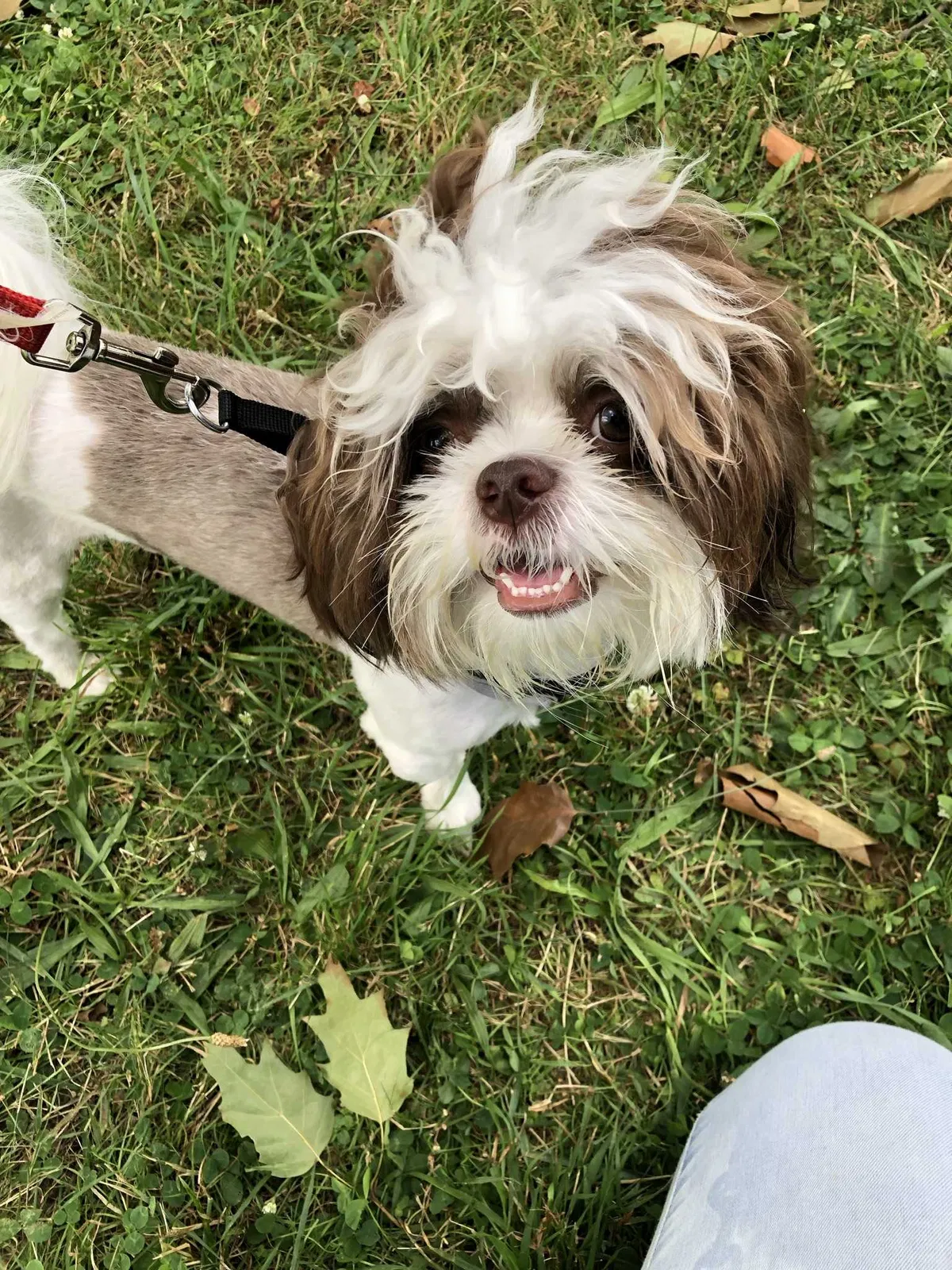 Lost dog in Brooklyn, MD, 21225