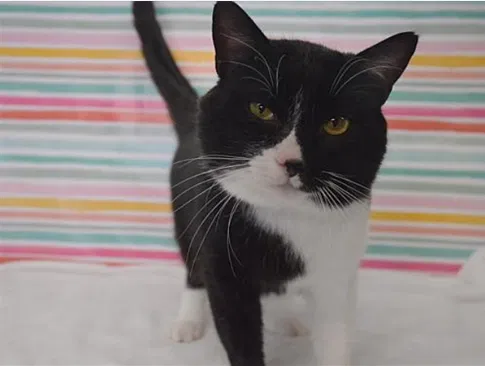 Lost cat in Portland, OR, 97202