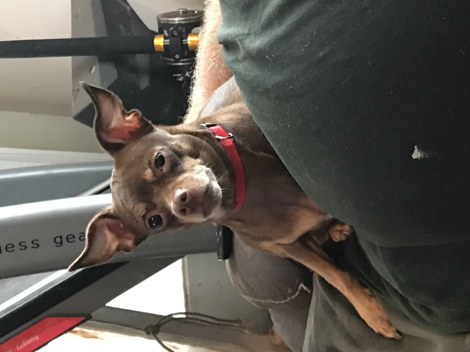 Found dog in Bennettsville, SC, 29512
