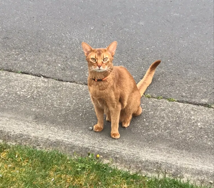 Lost cat in Neah Bay, WA, 98357
