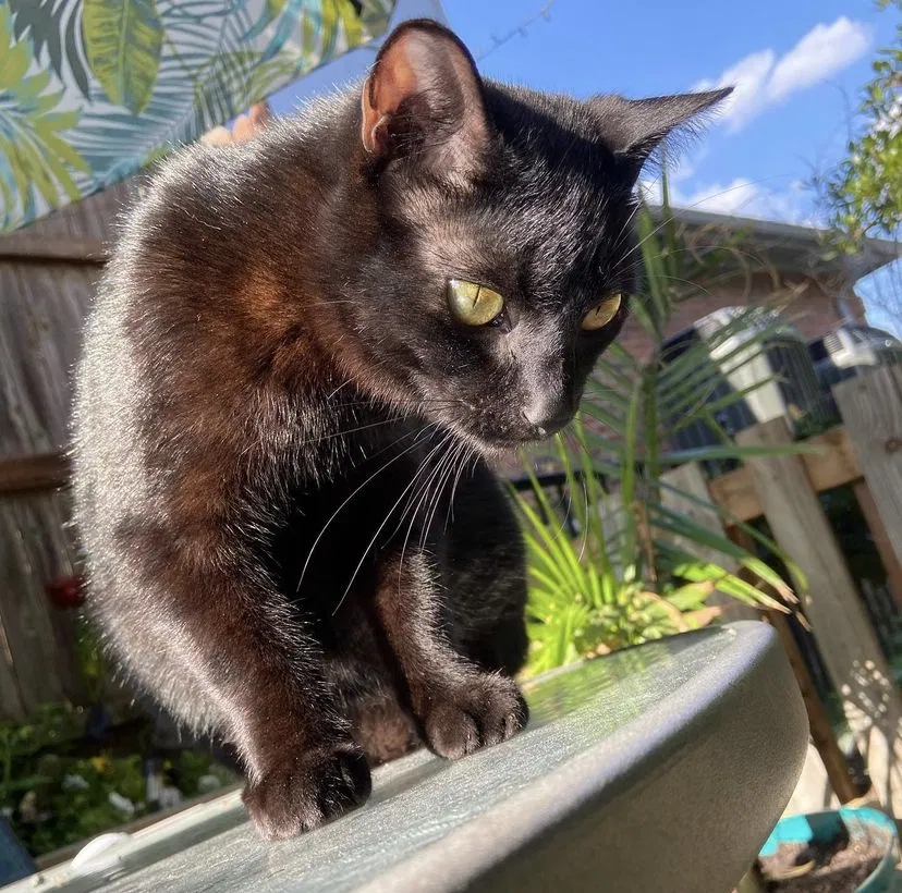Lost cat in Grapevine, TX, 76051