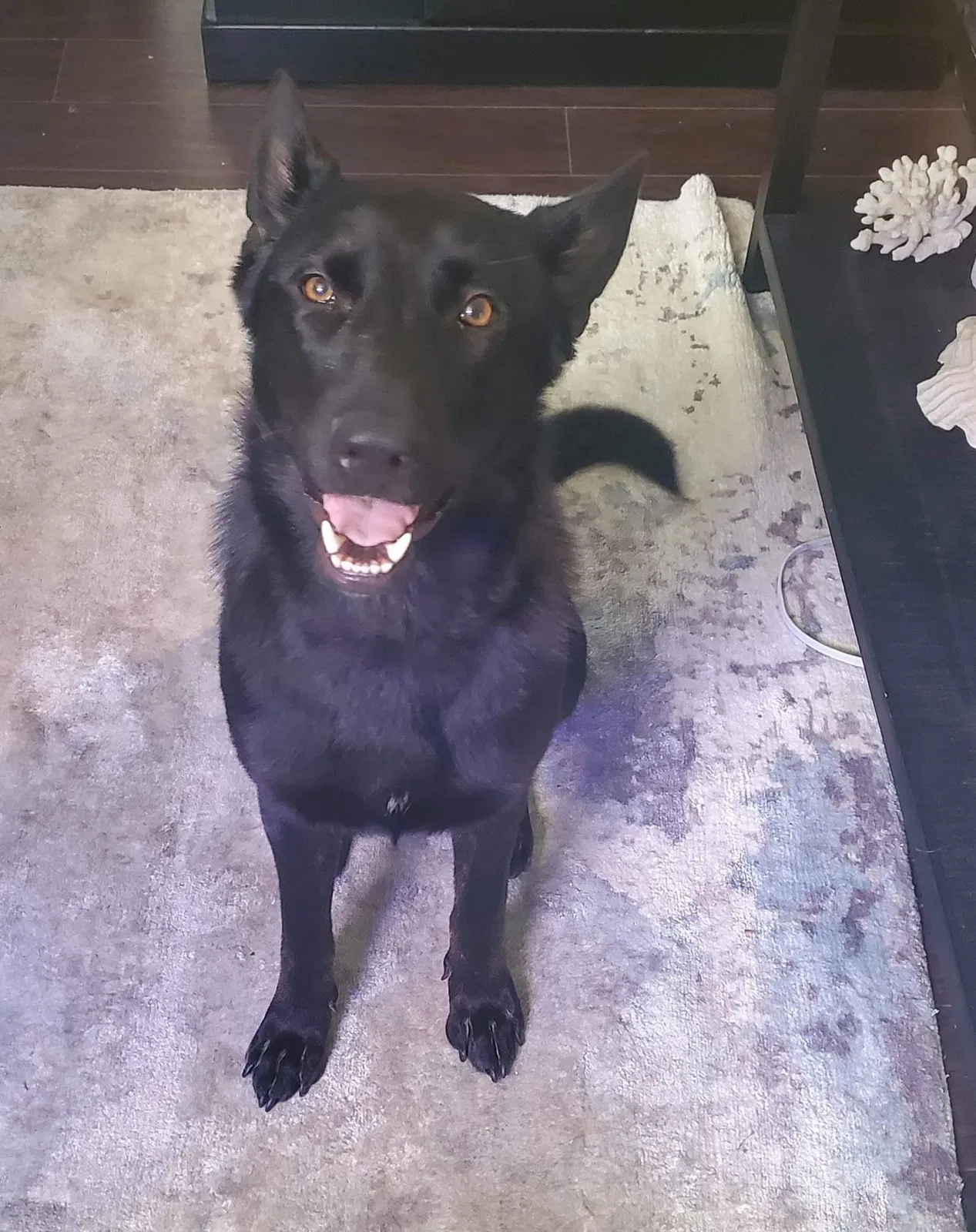 Lost dog in Cincinnati, OH, 45239