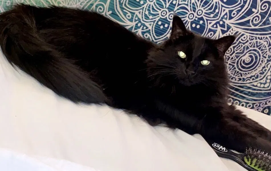 Lost cat in Buffalo, NY, 14226