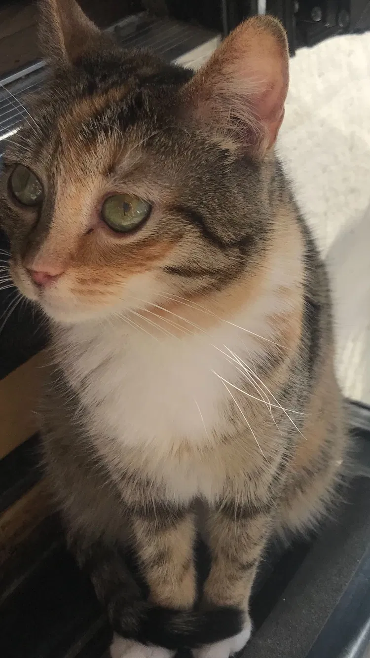 Lost cat in Post Falls, ID, 83854