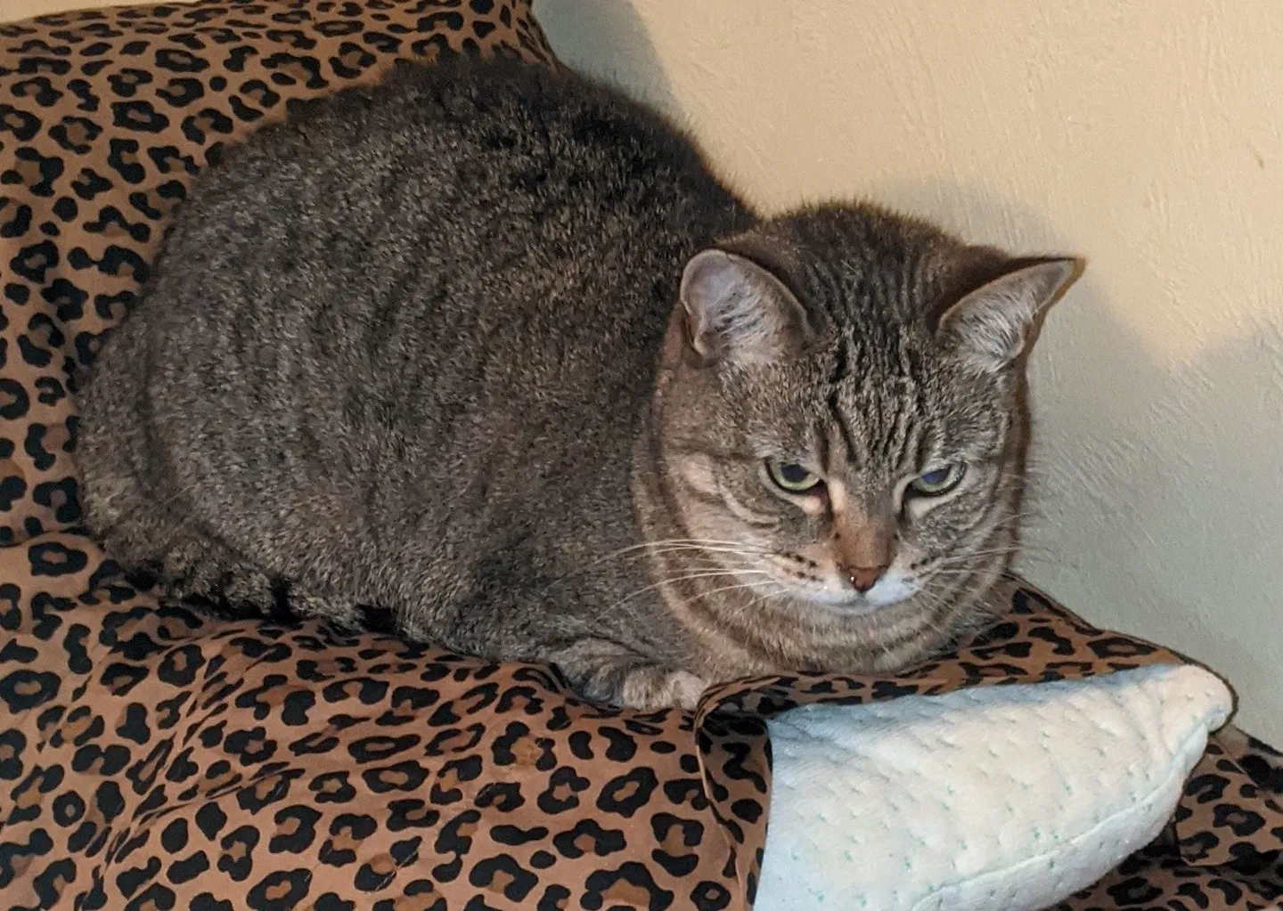 Lost cat in Daytona Beach, FL, 32118