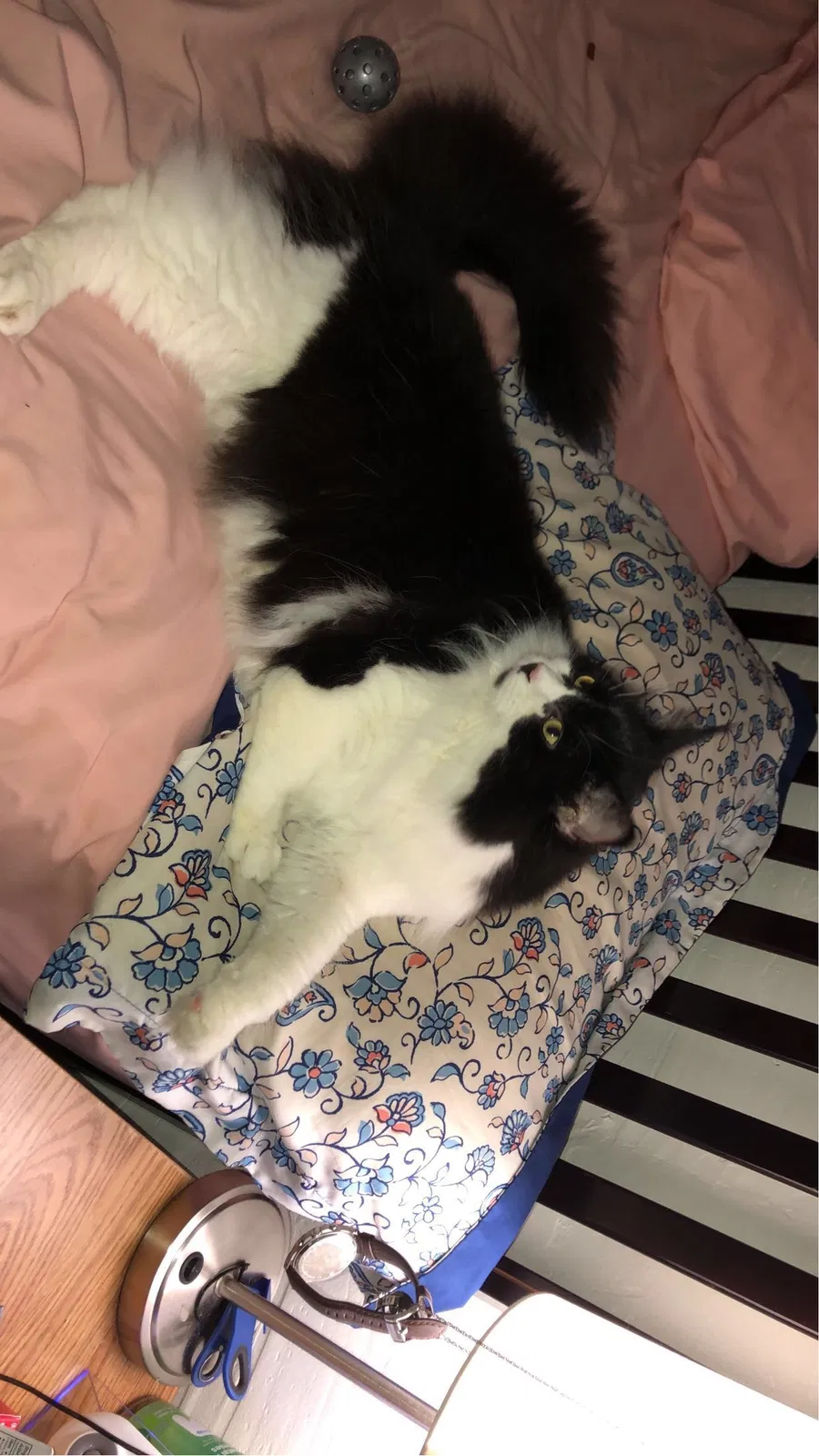 Lost cat in Holland, MI, 49423