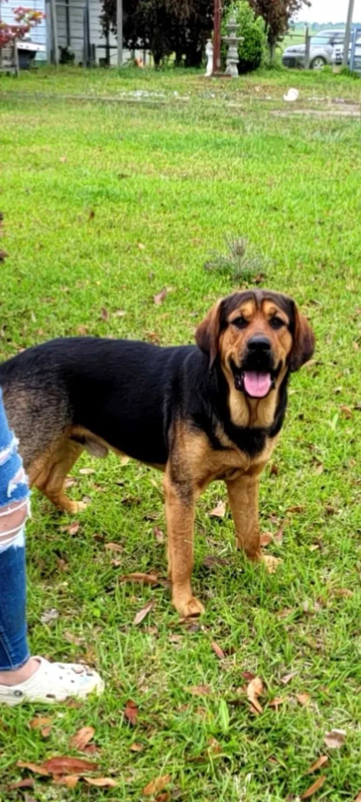 Lost dog in Climax, GA, 39834