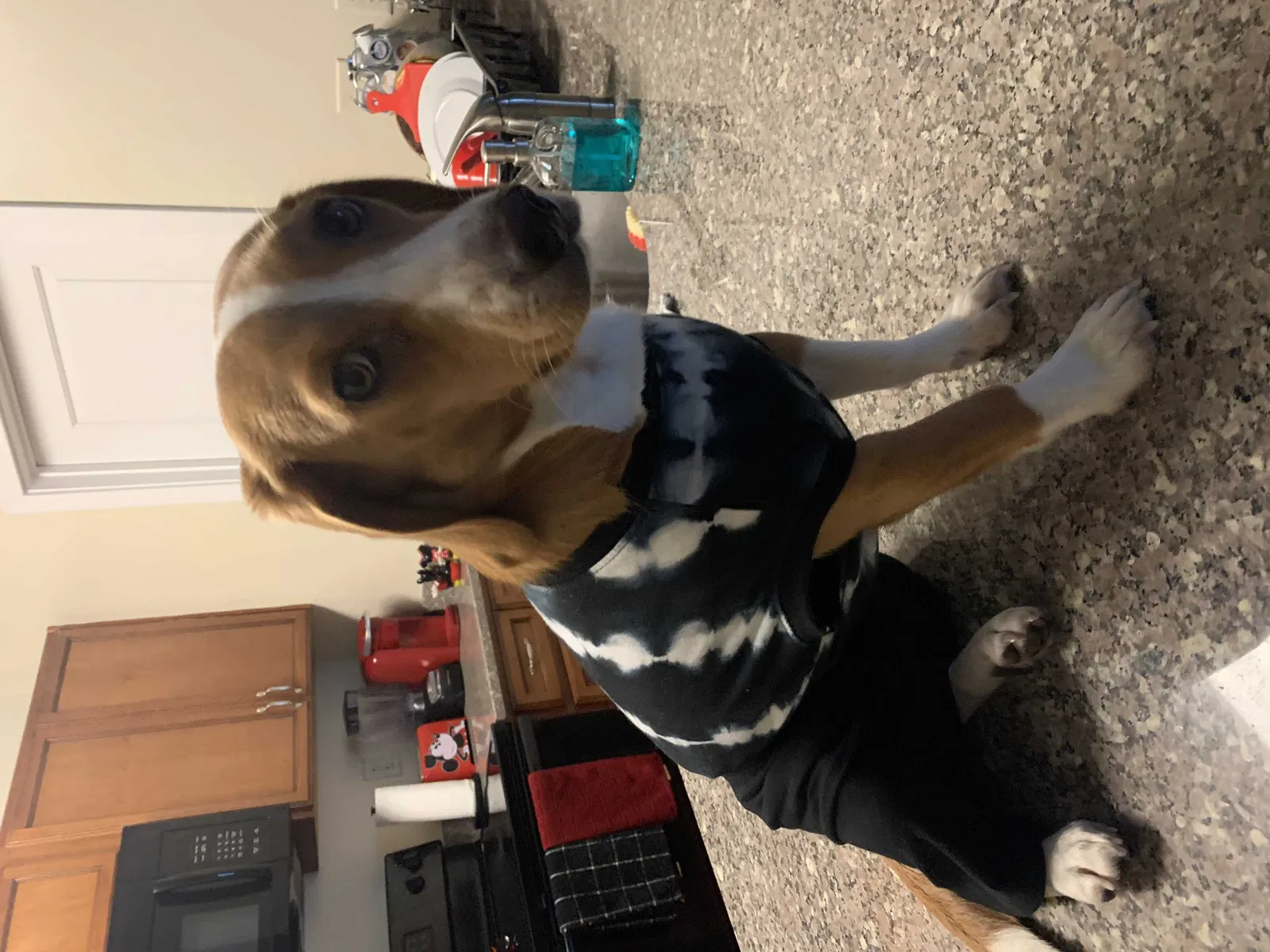 Lost dog in Fredericksburg, VA, 22401