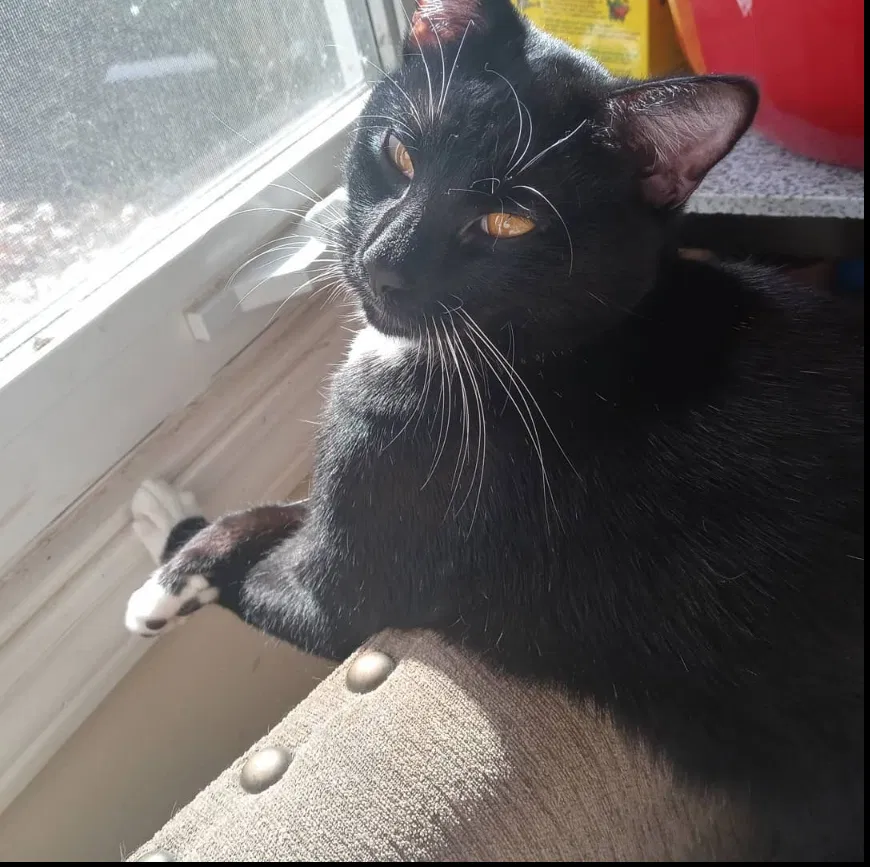 Lost cat in Peachtree City, GA, 30269