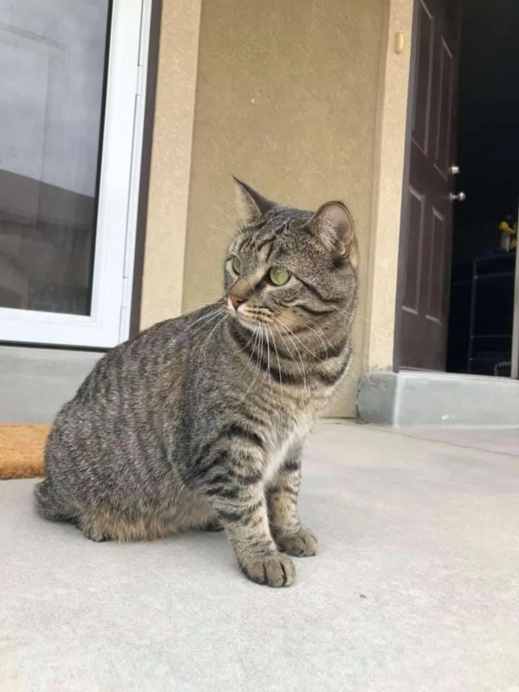Lost cat in Spanish Fork, UT, 84660