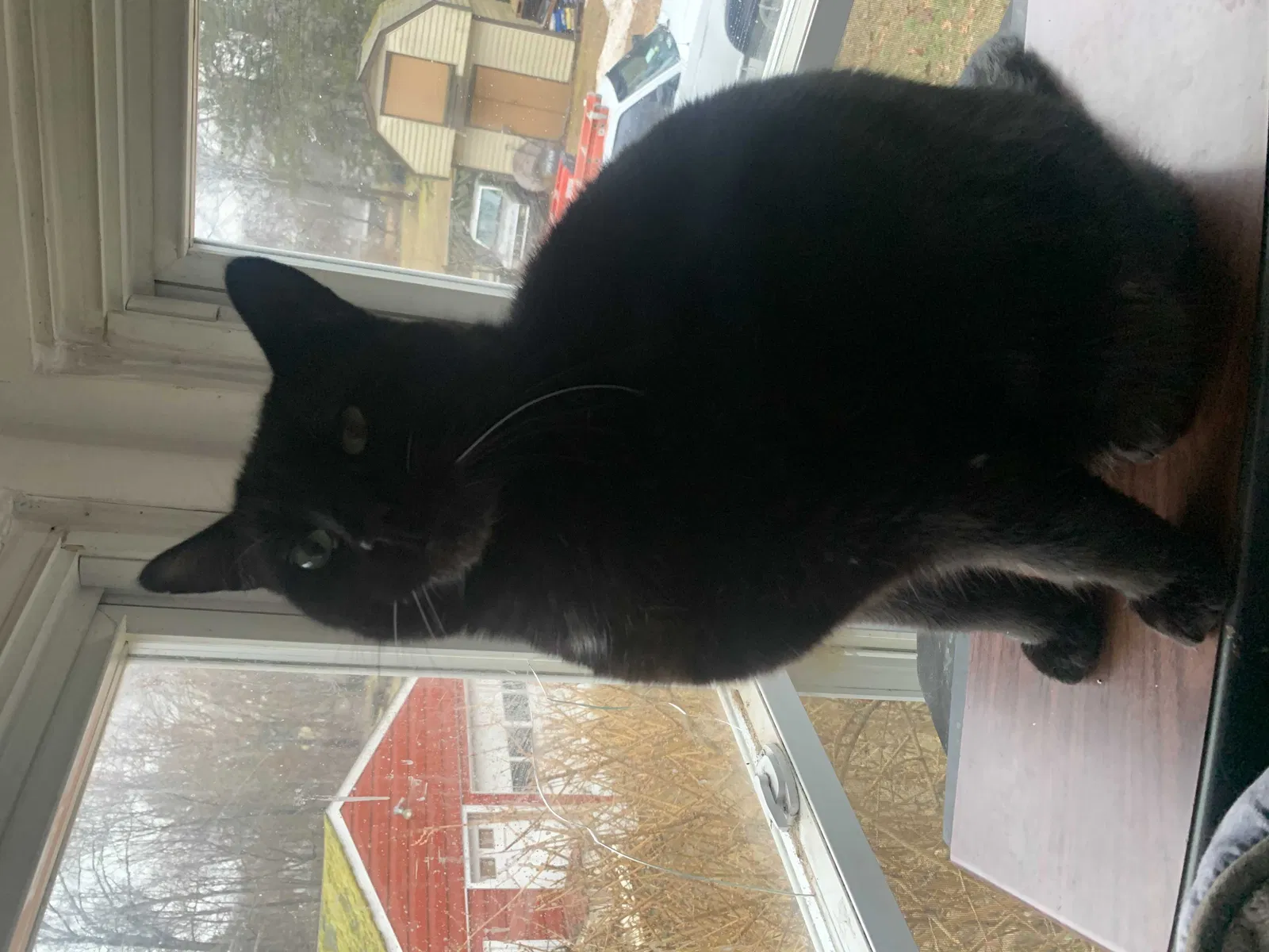 Lost cat in Poughkeepsie, NY, 12603