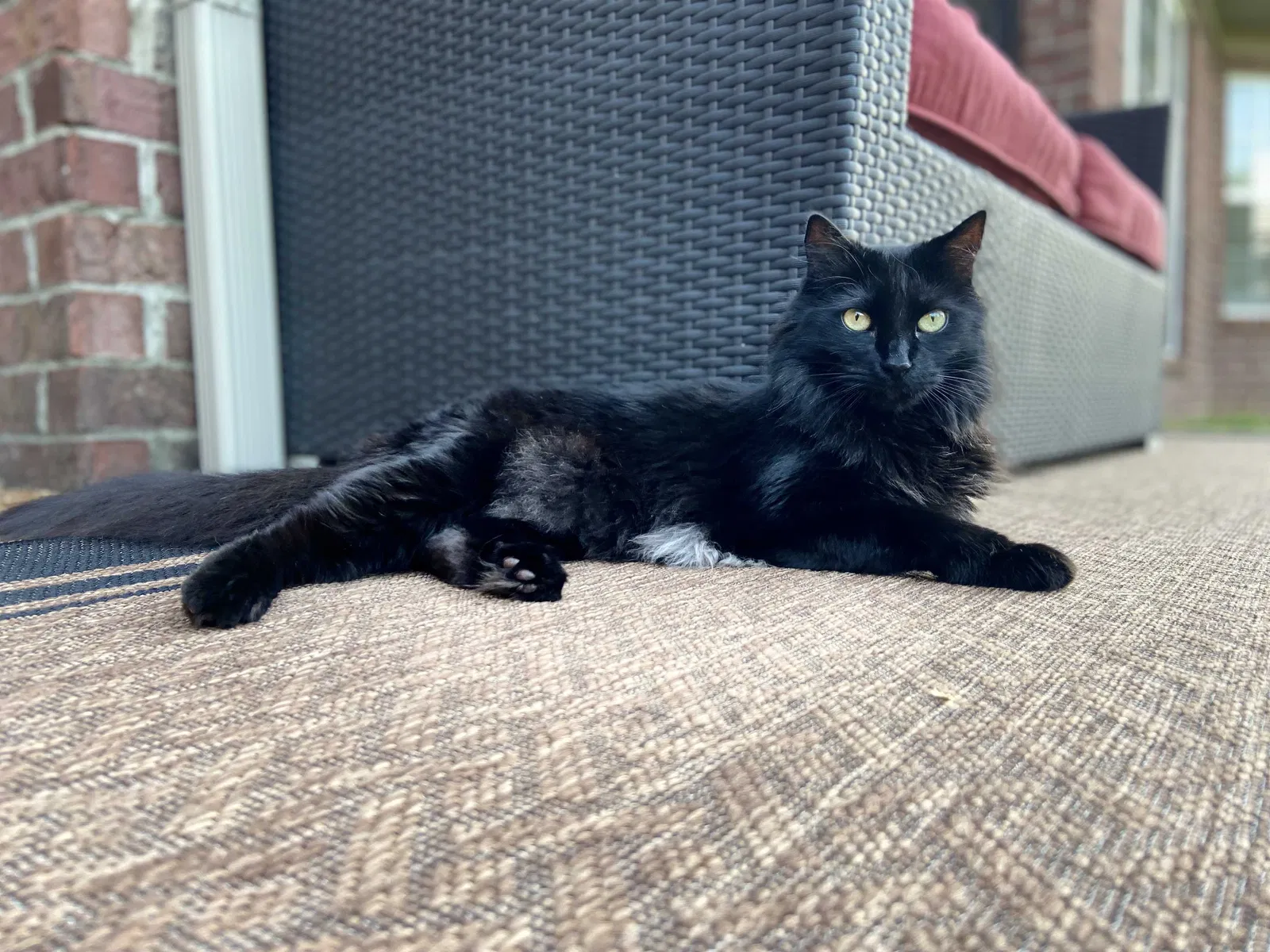 Lost cat in Hermitage, TN, 37076