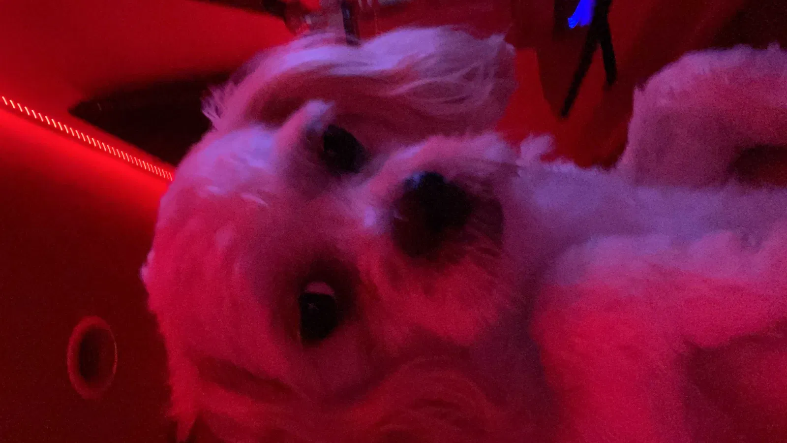 Lost dog in Dallas, TX, 75233