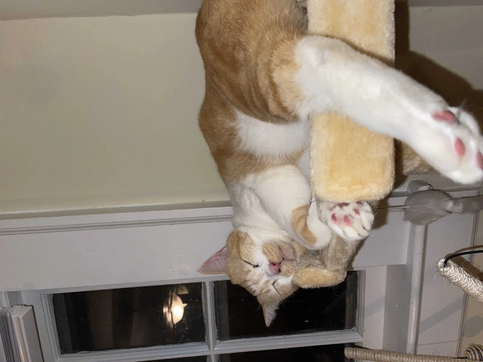 Lost cat in Greensboro, NC, 27403