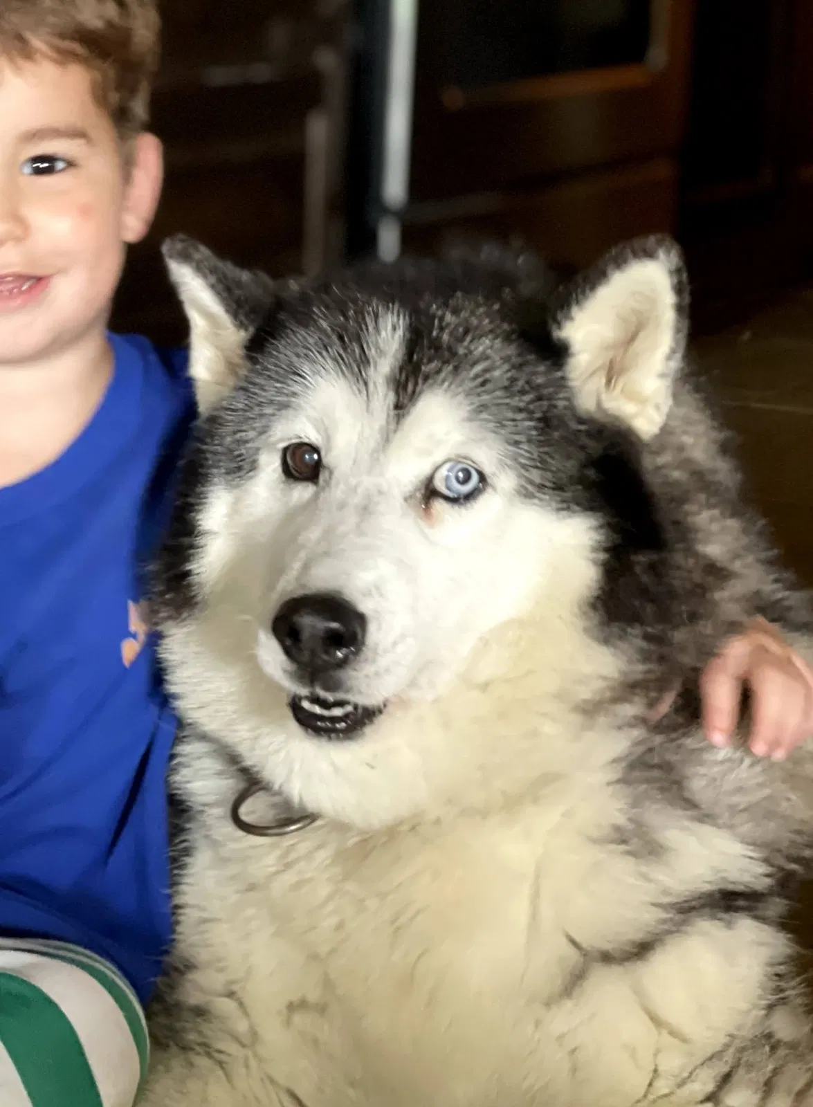 Lost dog in Skiatook, OK, 74070