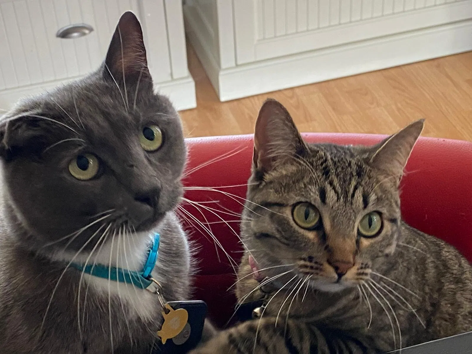 Lost cat in Louisville, CO, 80027