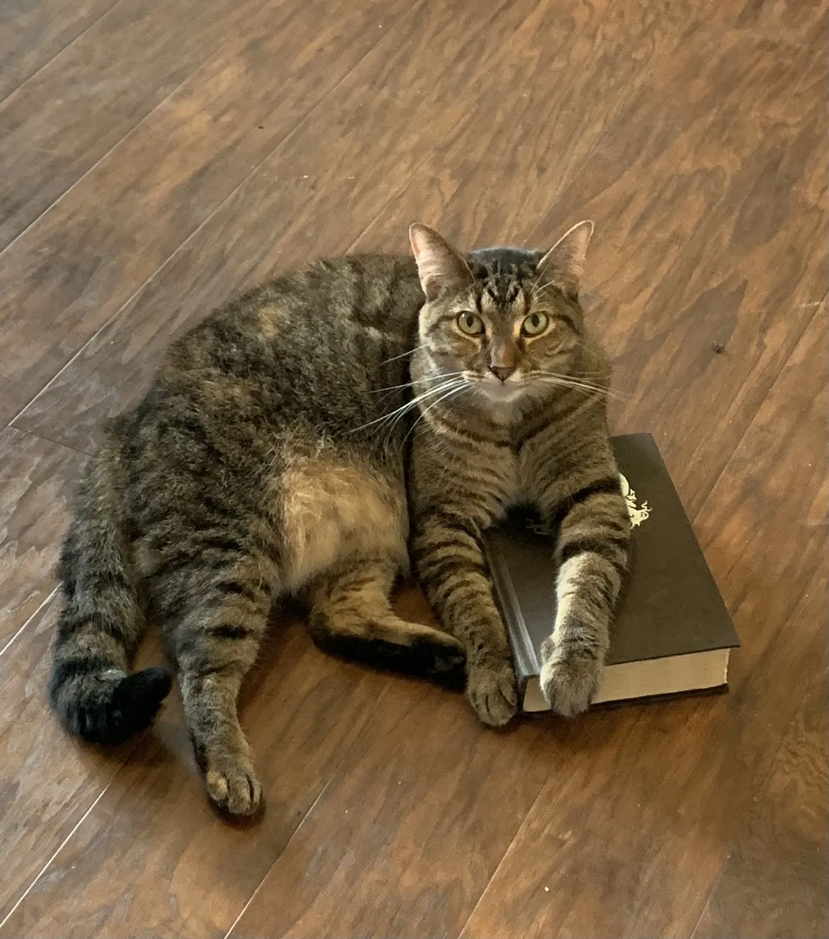 Lost cat in Bargersville, IN, 46106