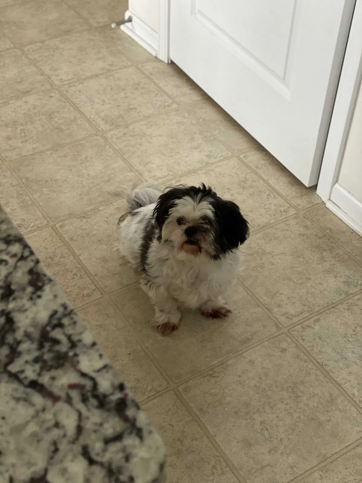 Lost dog in Naperville, IL, 60563