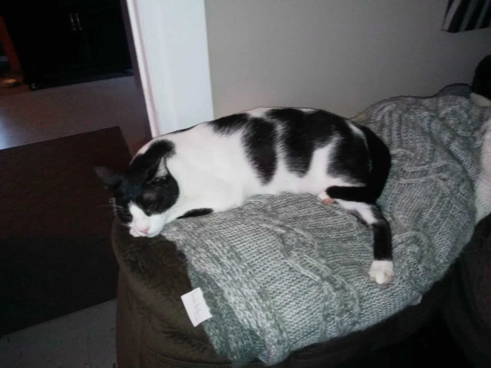 Lost cat in Hanover, PA, 17331