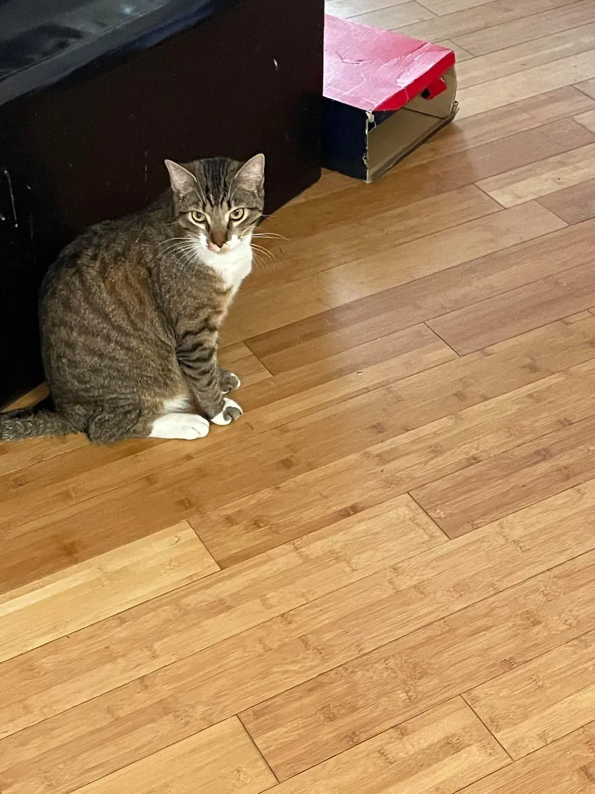 Lost cat in Covington, LA, 70433