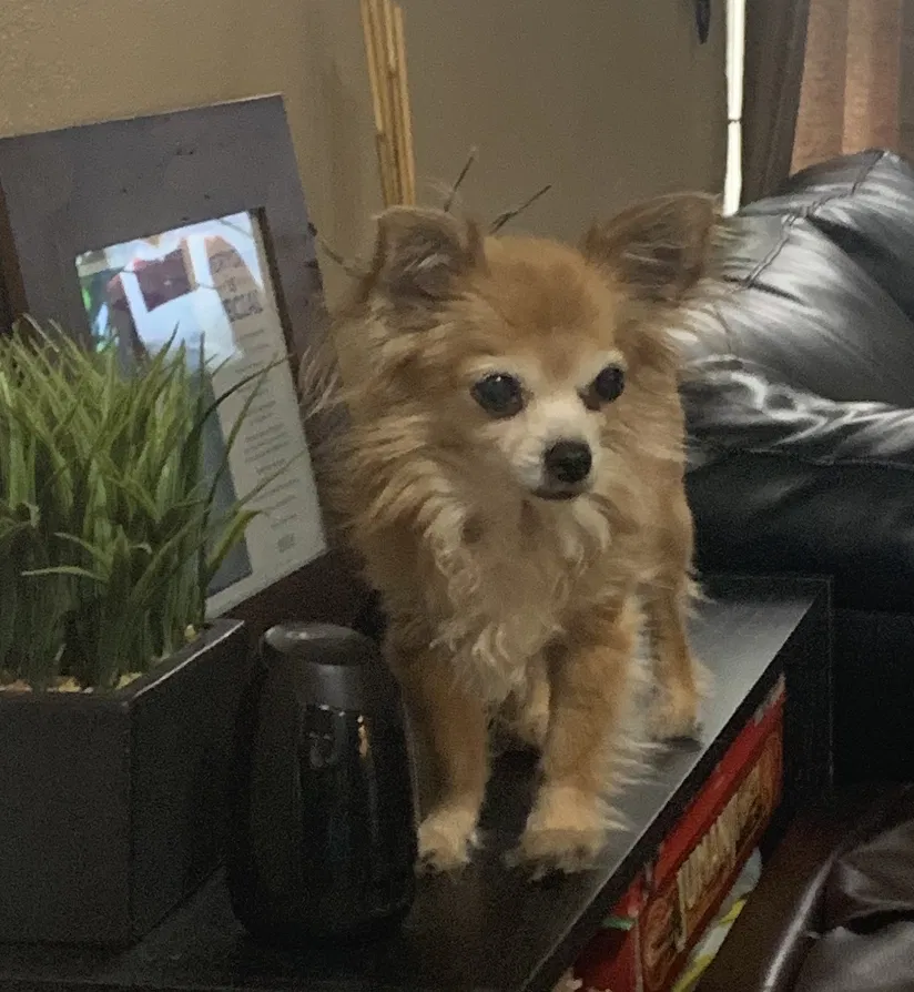 Lost dog in Denton, TX, 76208