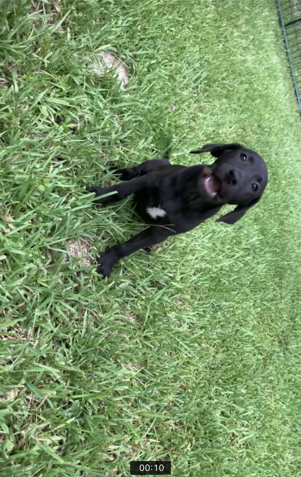 Lost dog in Dayton, TX, 77535