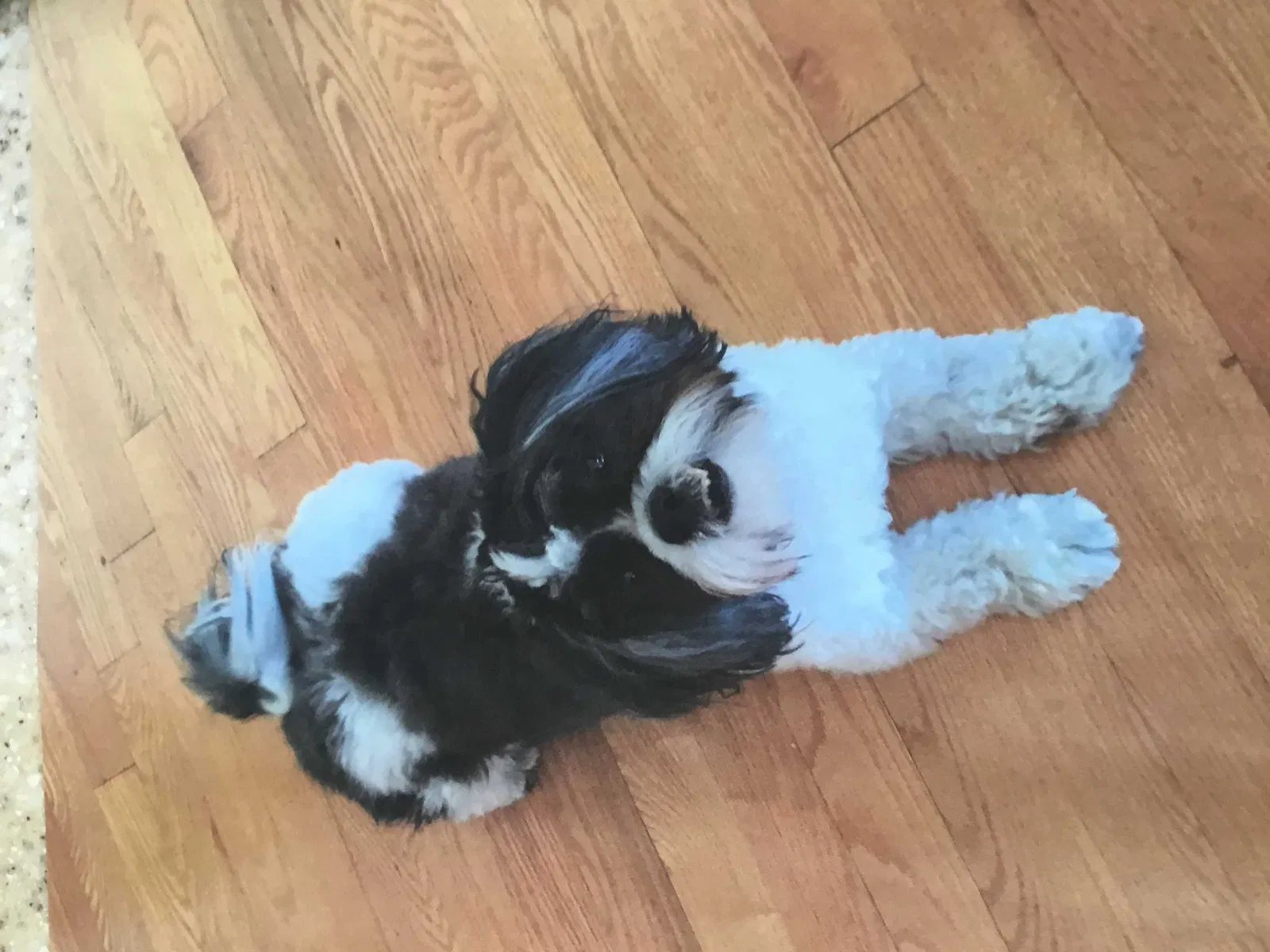 Lost dog in Dearborn Heights, MI, 48127