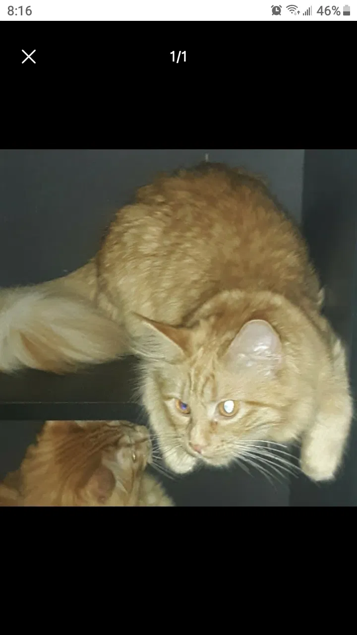 Lost cat in Wentzville, MO, 63385