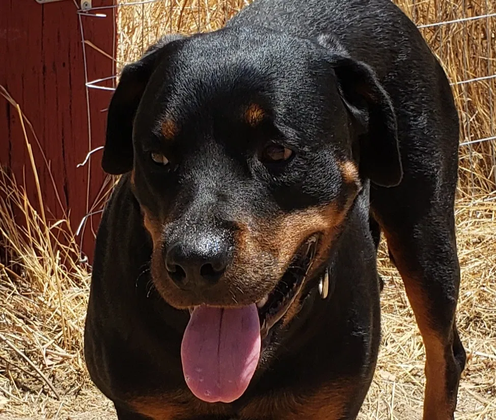 Found dog in Sanger, CA, 93657