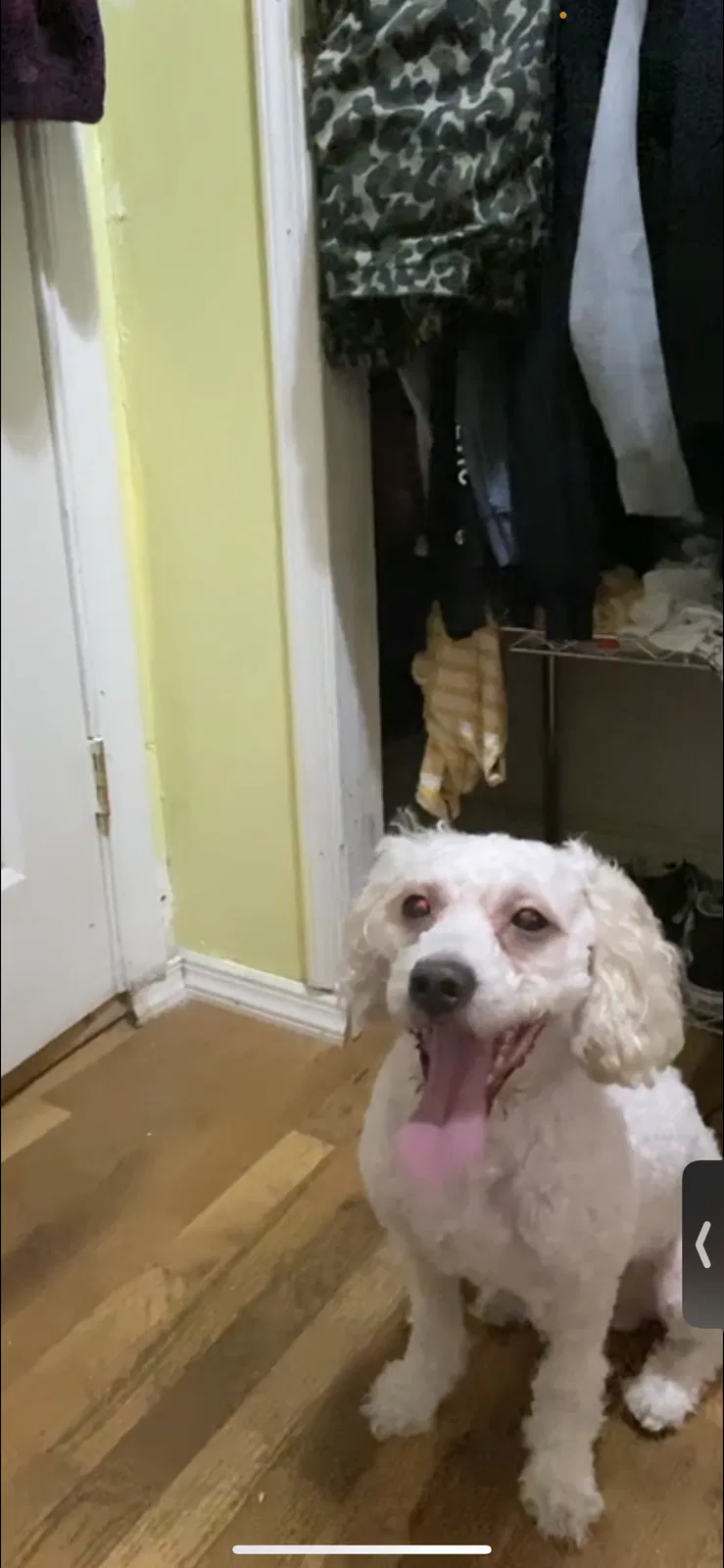 Lost dog in Brooklyn, NY, 11221