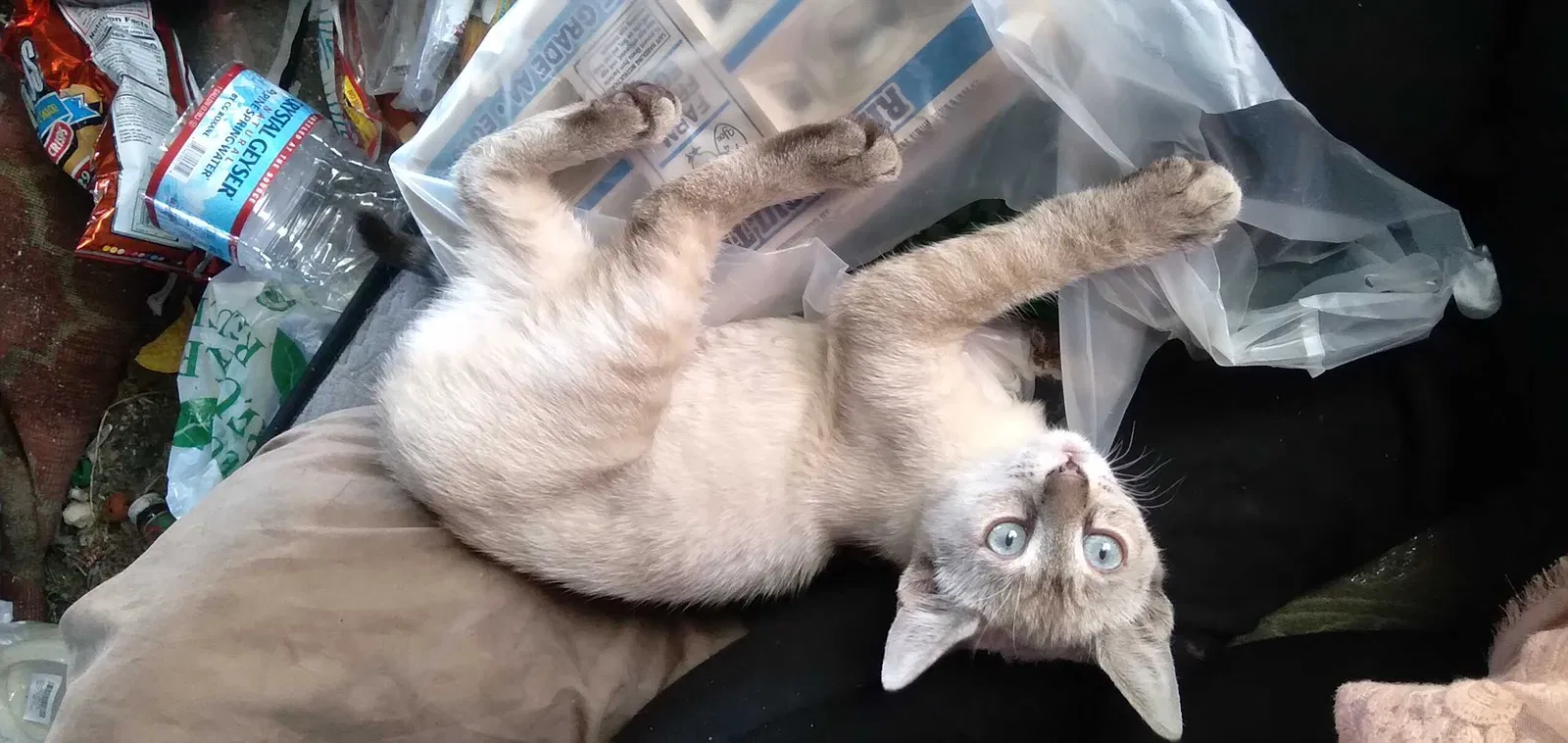 Lost cat in Pittsburg, CA, 94565