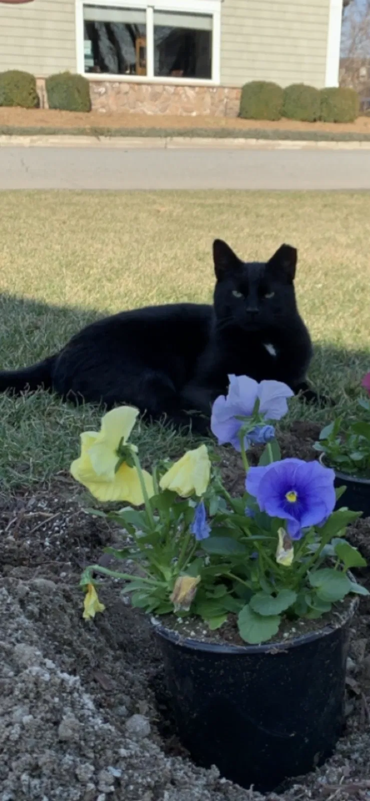 Lost cat in Oakland, NJ, 7436