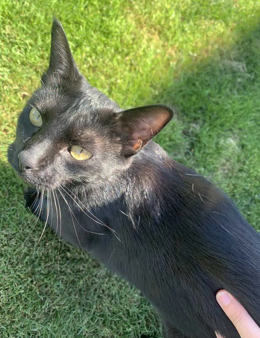 Lost cat in Tacoma, WA, 98409