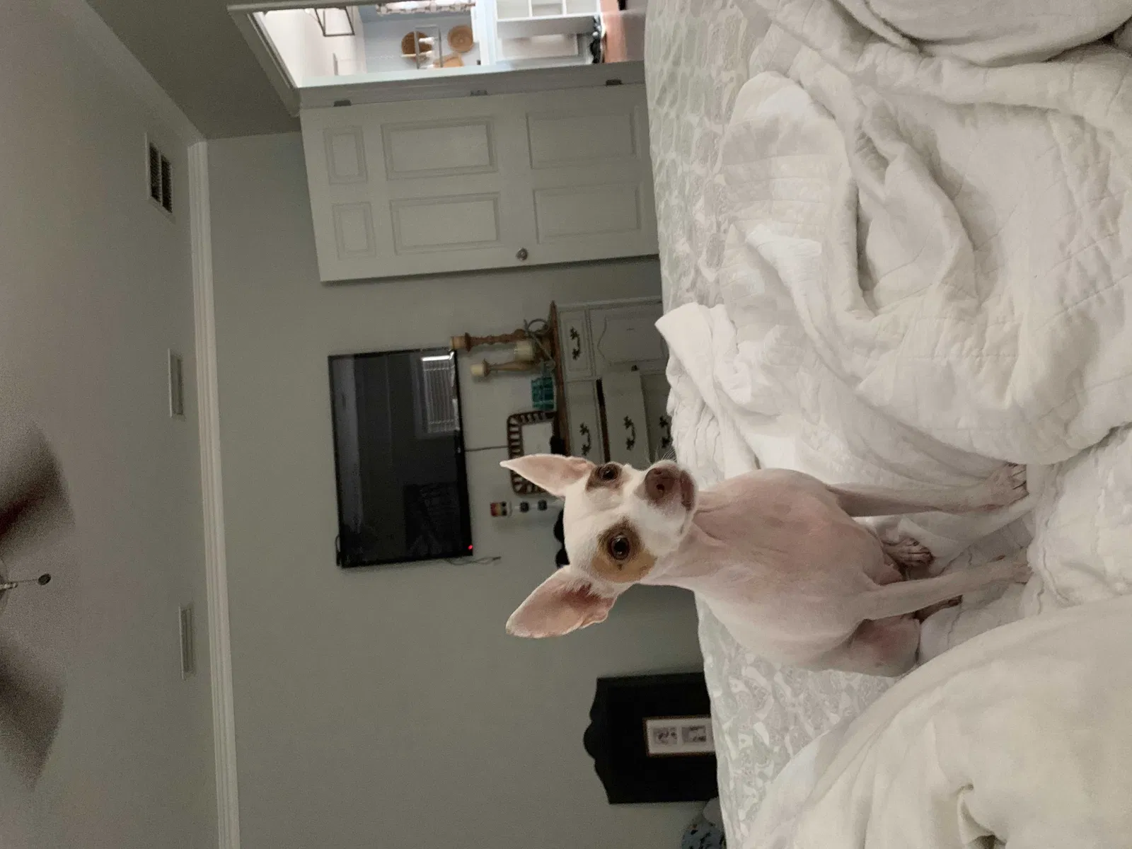 Lost dog in Gainesville, FL, 32608
