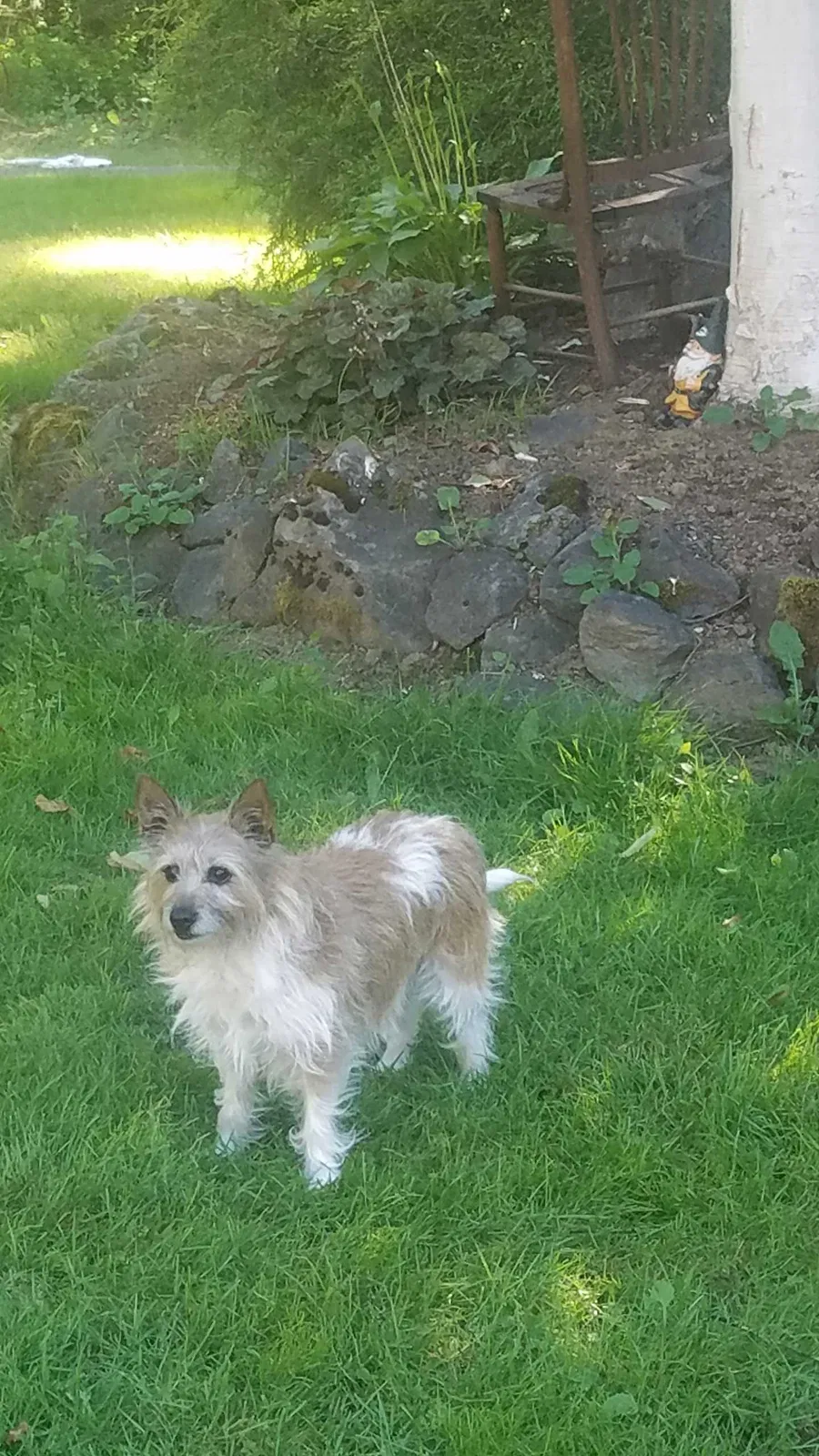 Lost dog in Battle Ground, WA, 98604