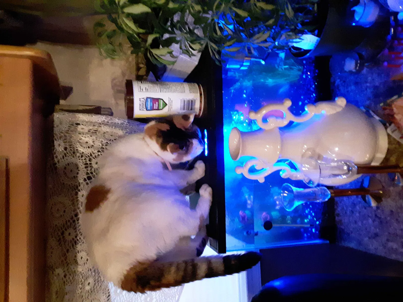 Lost cat in Meridian, ID, 83642