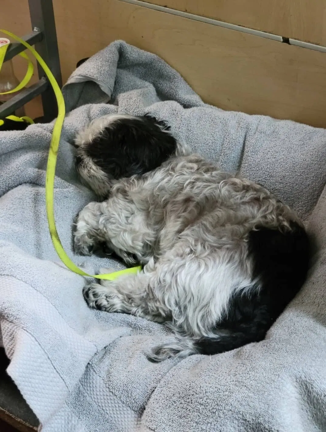 Lost dog in Los Angeles, CA, 90011