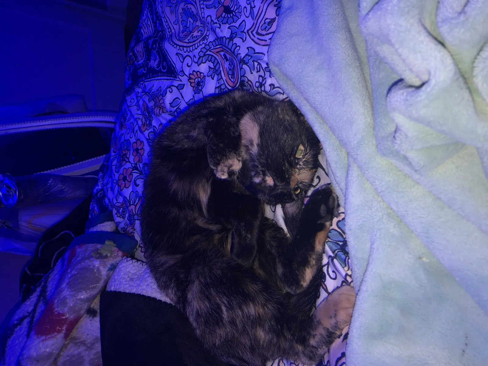 Lost cat in East Weymouth, MA, 2189