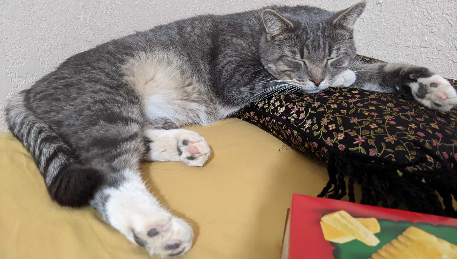 Lost cat in Grants, NM, 87020