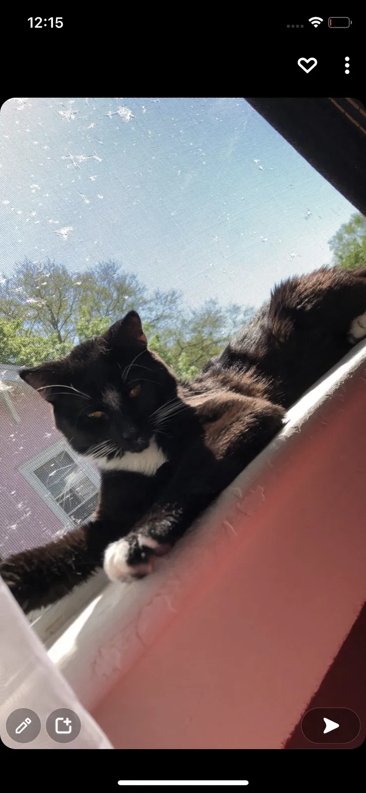 Lost cat in Upper Darby, PA, 19082