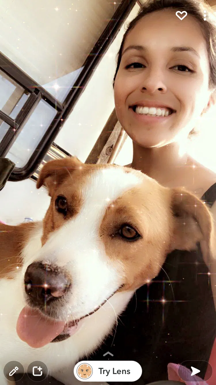 Lost dog in Edinburg, TX, 78542