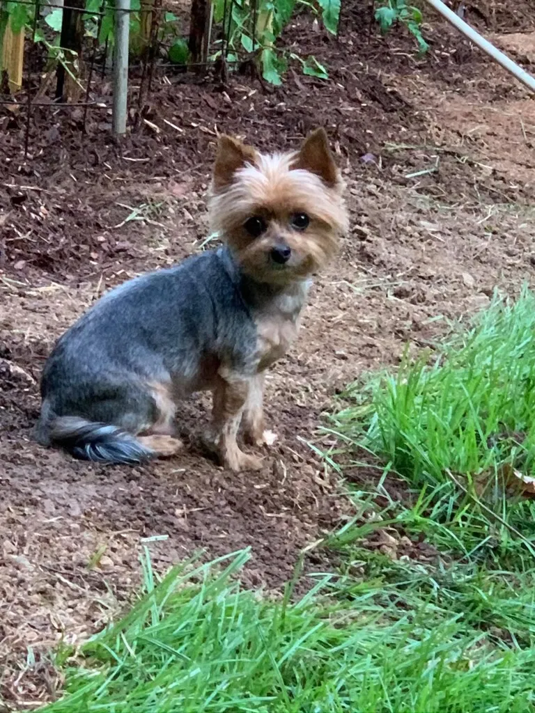 Lost dog in Lewisville, NC, 27023