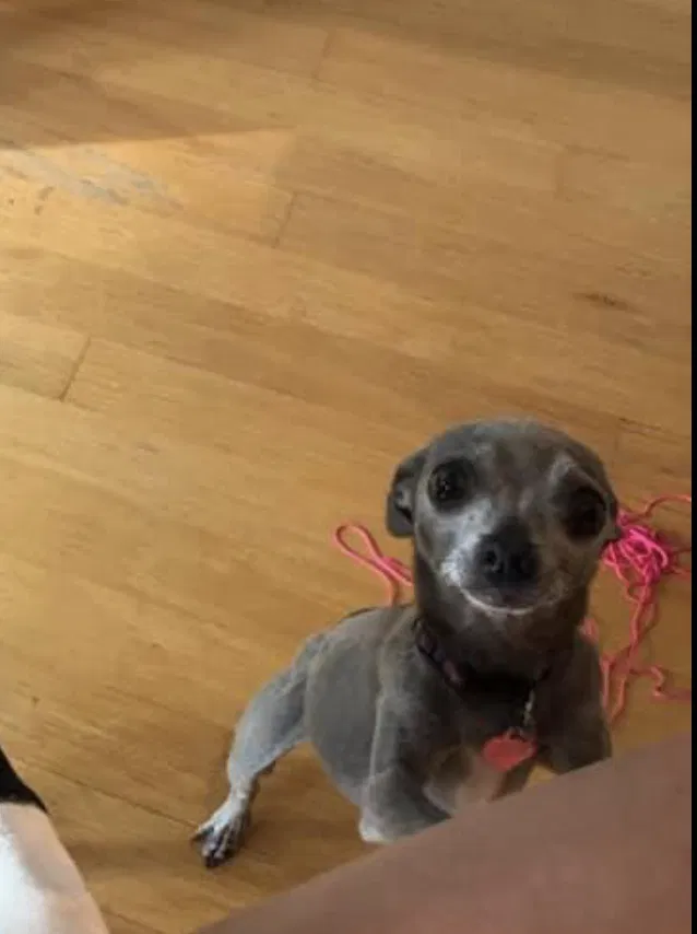 Lost dog in Hudsonville, MI, 49426
