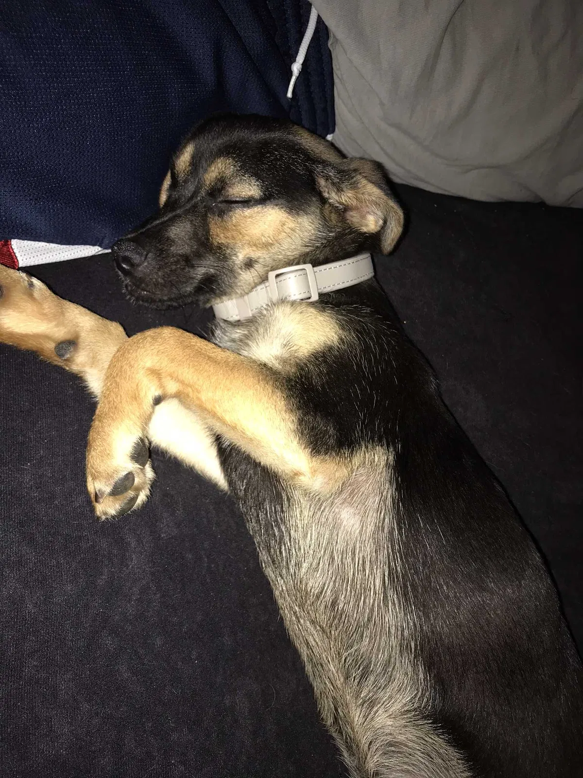 Lost dog in Cameron, NC, 28326