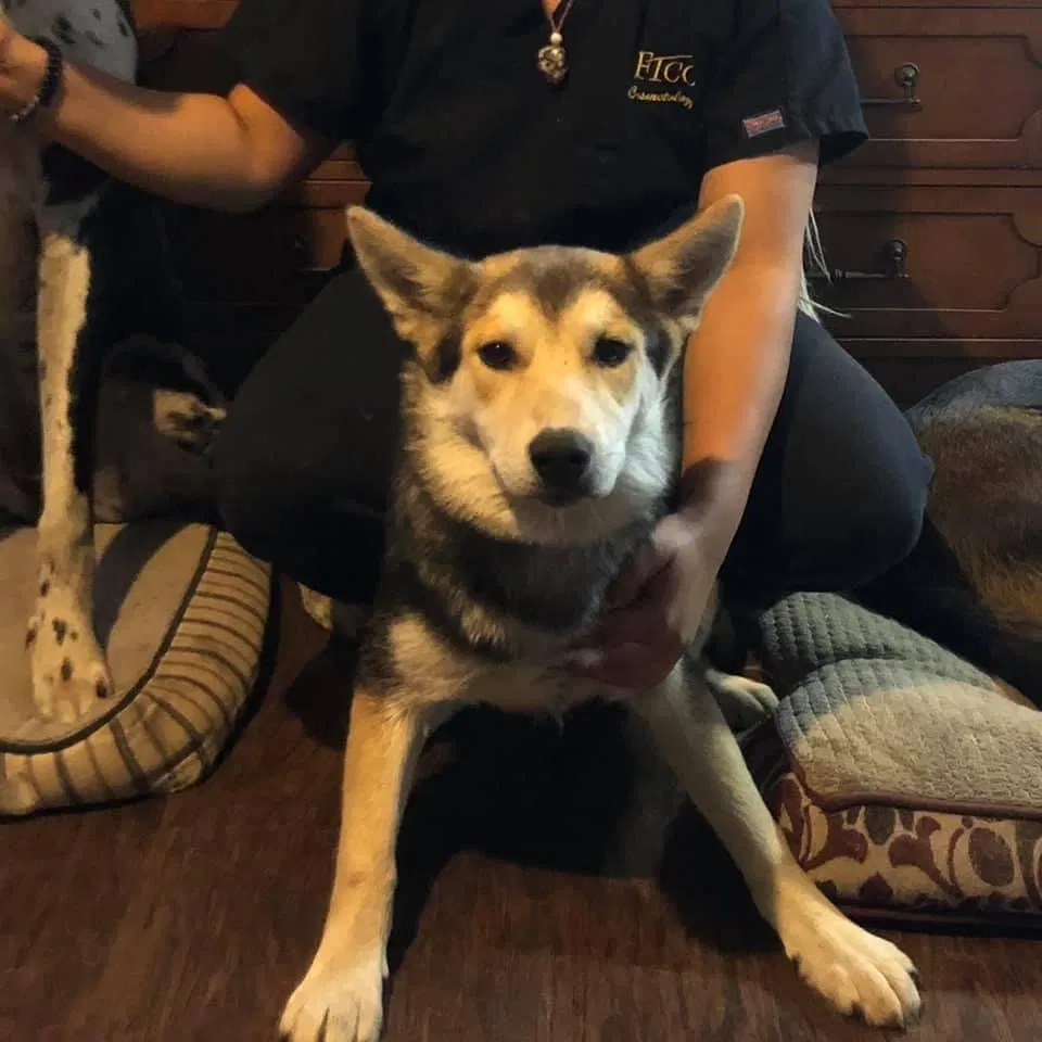 Lost dog in Saint Pauls, NC, 28384